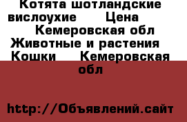 Котята шотландские вислоухие!!! › Цена ­ 1 000 - Кемеровская обл. Животные и растения » Кошки   . Кемеровская обл.